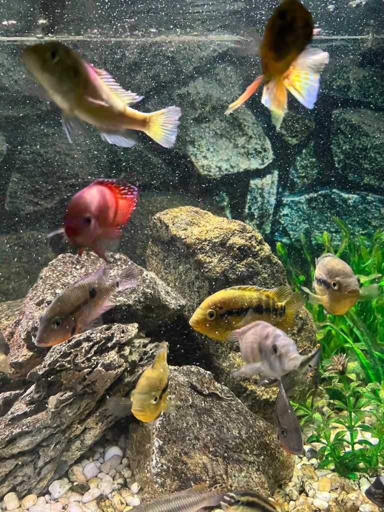 VERWEN VROUWTJE GEZOCHT, Contacten en Berichten, Man zoekt Vrouw