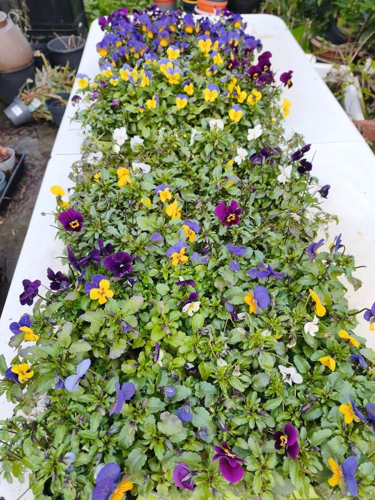 Tray met 12 potjes kleinbloemige viooltjes, Tuin en Terras, Ophalen