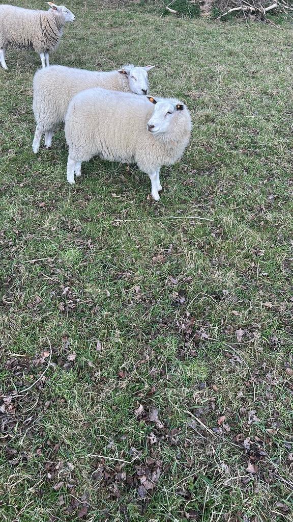 2 agnelles, Animaux & Accessoires