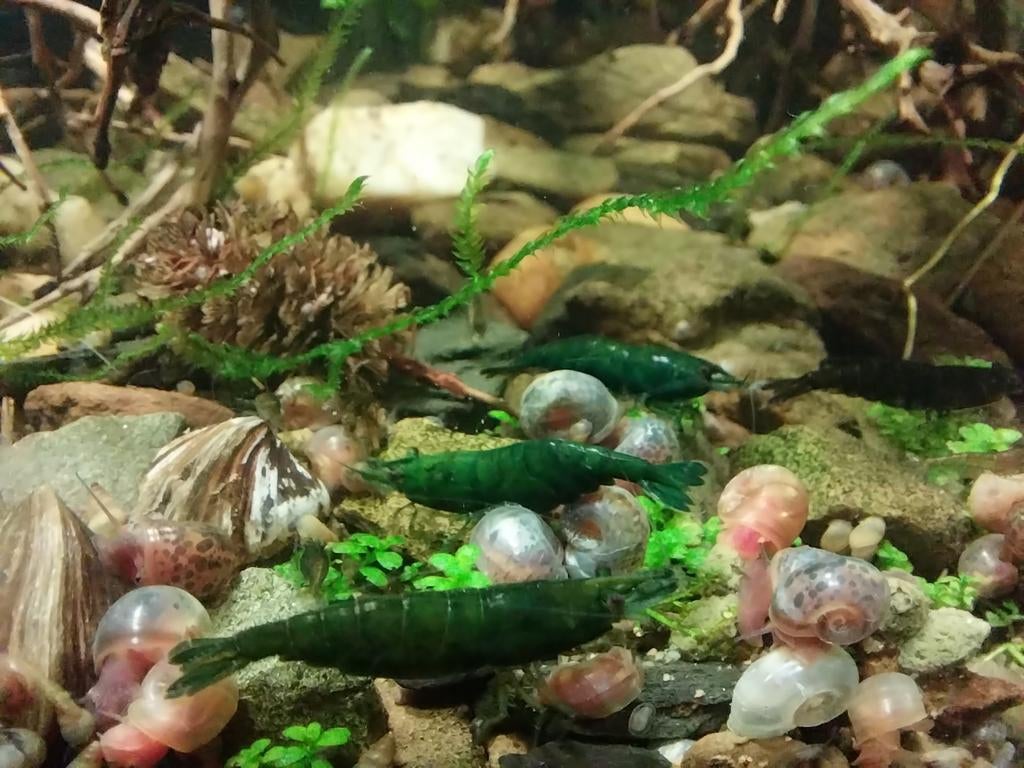 Crevettes néocaridina Green Jade. Oudenbourg, Enlèvement