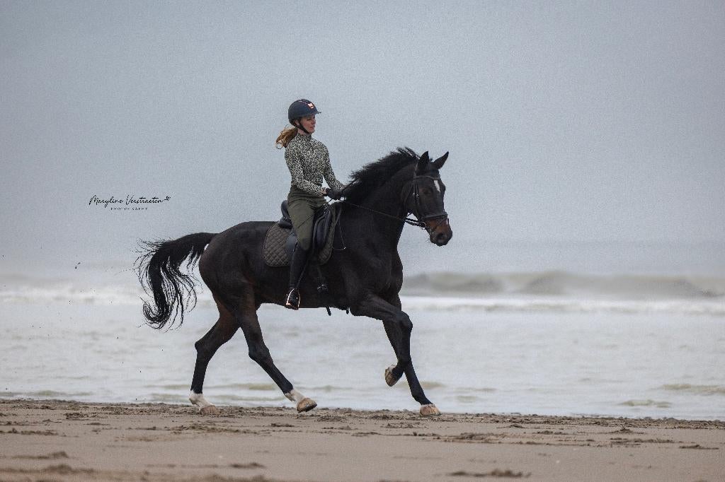 Dressuurles en grondwerklessen aangeboden, Enlèvement, Neuf, Dressage