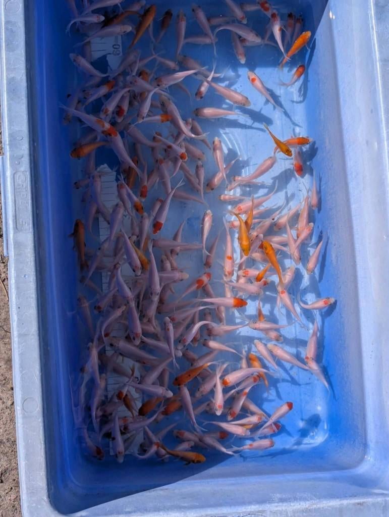 Koi te koop 3-18 cm Kohaku Tancho Benigoi Shiro Muji, Dieren en Toebehoren, Karper of Koi