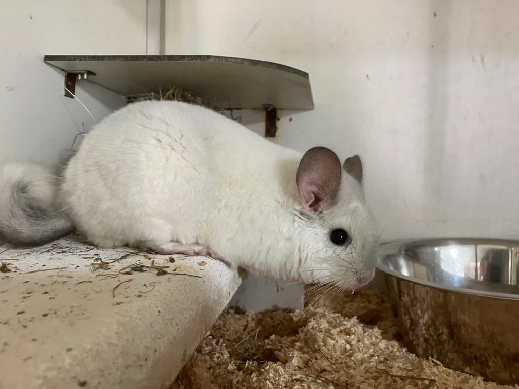 Wit-violet BDd RPAd vrouwtje, Dieren en Toebehoren, Chinchilla, Juli, Vrouwelijk, Tam