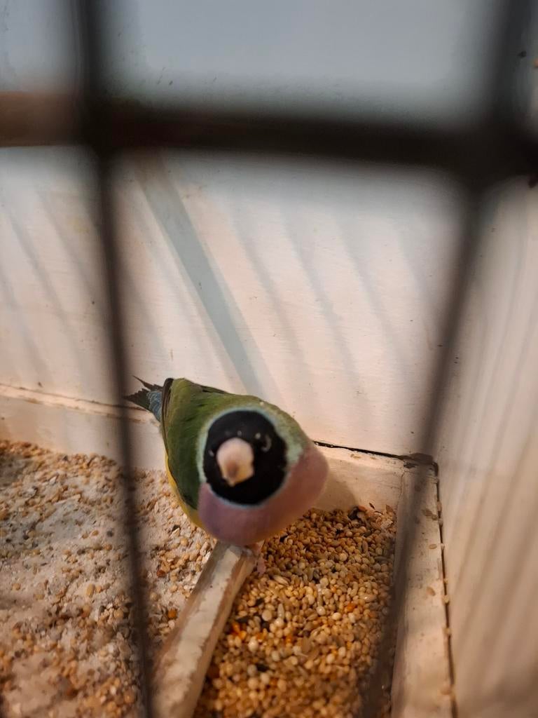 Goulds gouldamadines