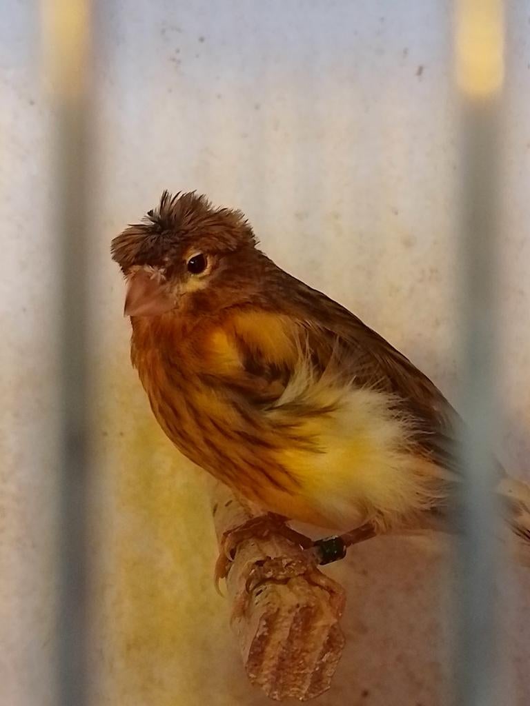 JEUNES POUPÉES CANARIES avec TINTIN de 2025 baguées, Femelle, Canari de couleur