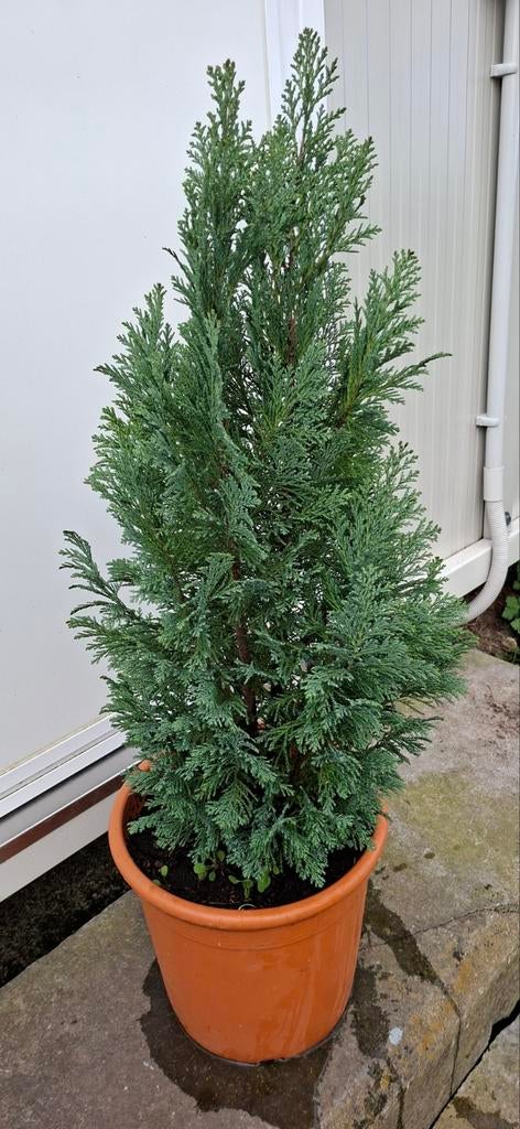 Blauwgroene conifeer in pot, Tuin en Terras, Ophalen, Conifeer