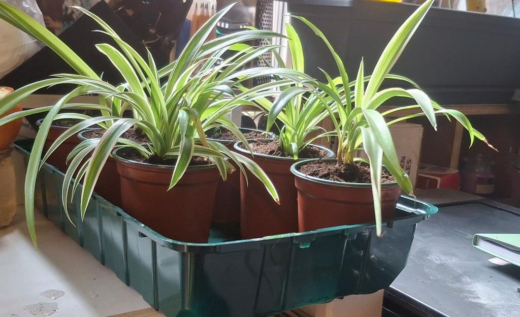 Graslelie: stekjes, Autres espèces, Moins de 100 cm, Enlèvement, Plante verte