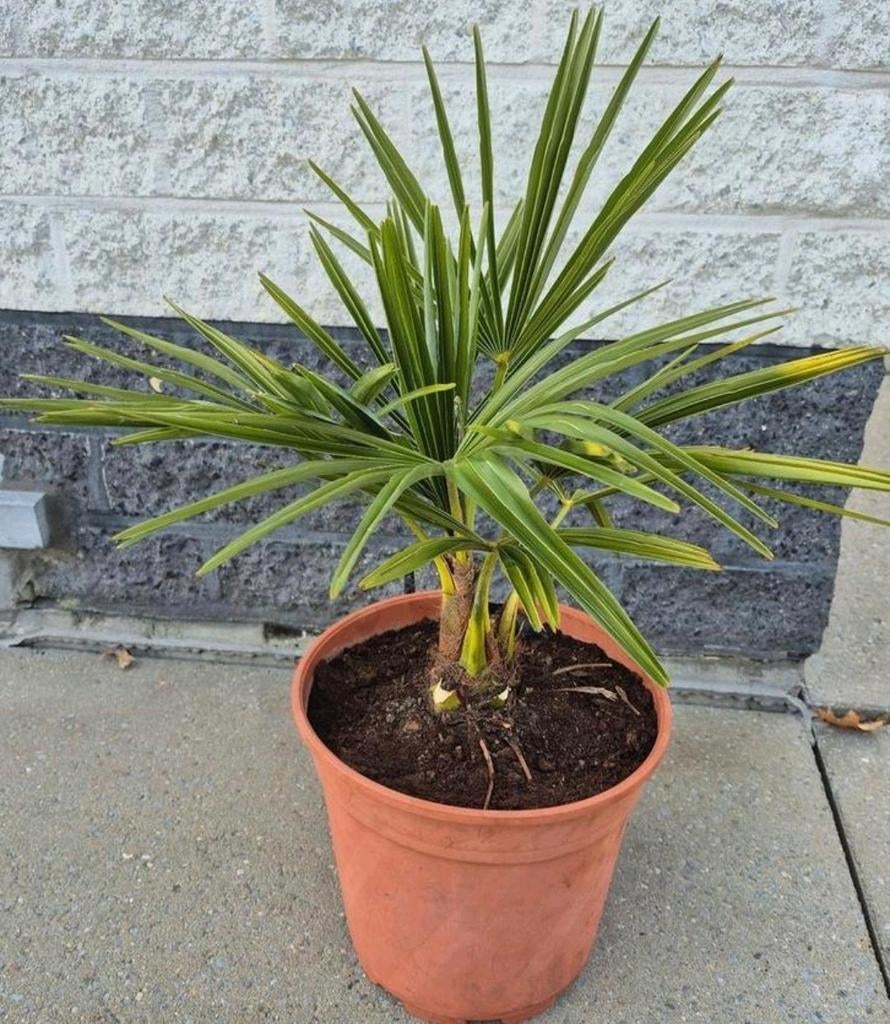 Beaux palmiers rustiques cultivés par vous-même, Enlèvement, Plein soleil