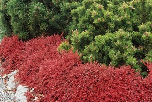 BODEMBEDEKKERS VOOR TUIN, Tuin en Terras, Ophalen, Bodembedekkers, Volle zon, Vaste plant