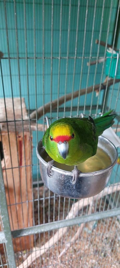 Geelvoorhoofd Kakariki's, Animaux & Accessoires, Plusieurs animaux, Perruche, Bagué
