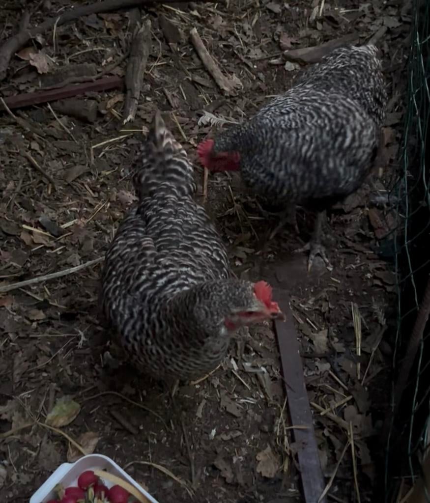 Broedeieren Mechelse koekoek, Poule ou poulet