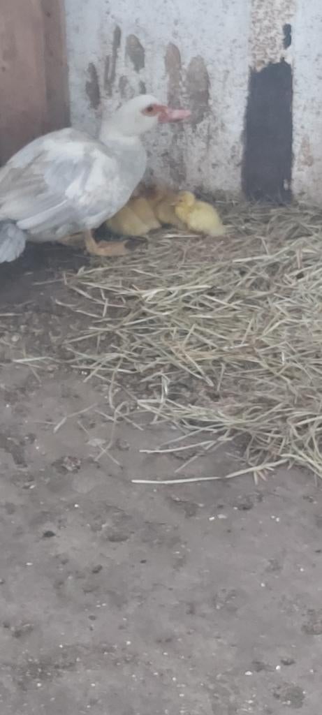 barberie eend met 3 kuikentjes, Mars, Femelle