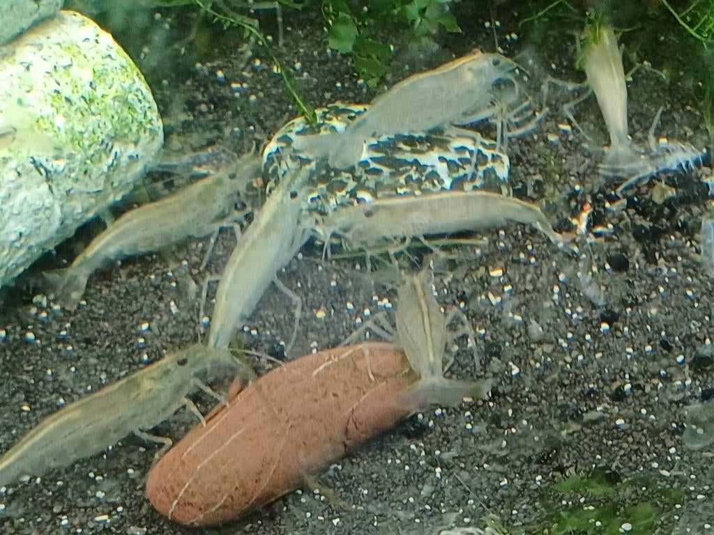 Hobbyaquarium Japonica XL garnalen /Amano garnalen, Dieren en Toebehoren, Kreeft, Krab of Garnaal, Zoetwatervis, Schoolvis