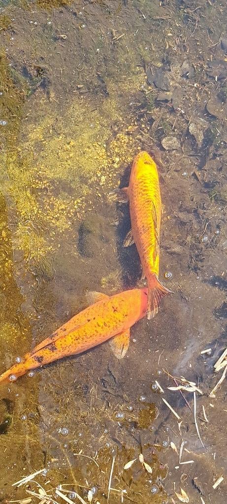 Koi - 2 vissen in totaal, Dieren en Toebehoren