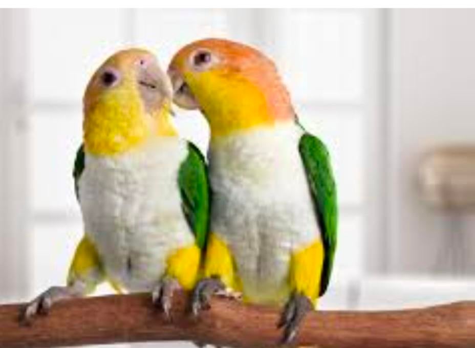 Cherche couple caïque tête orange eam non consanguins