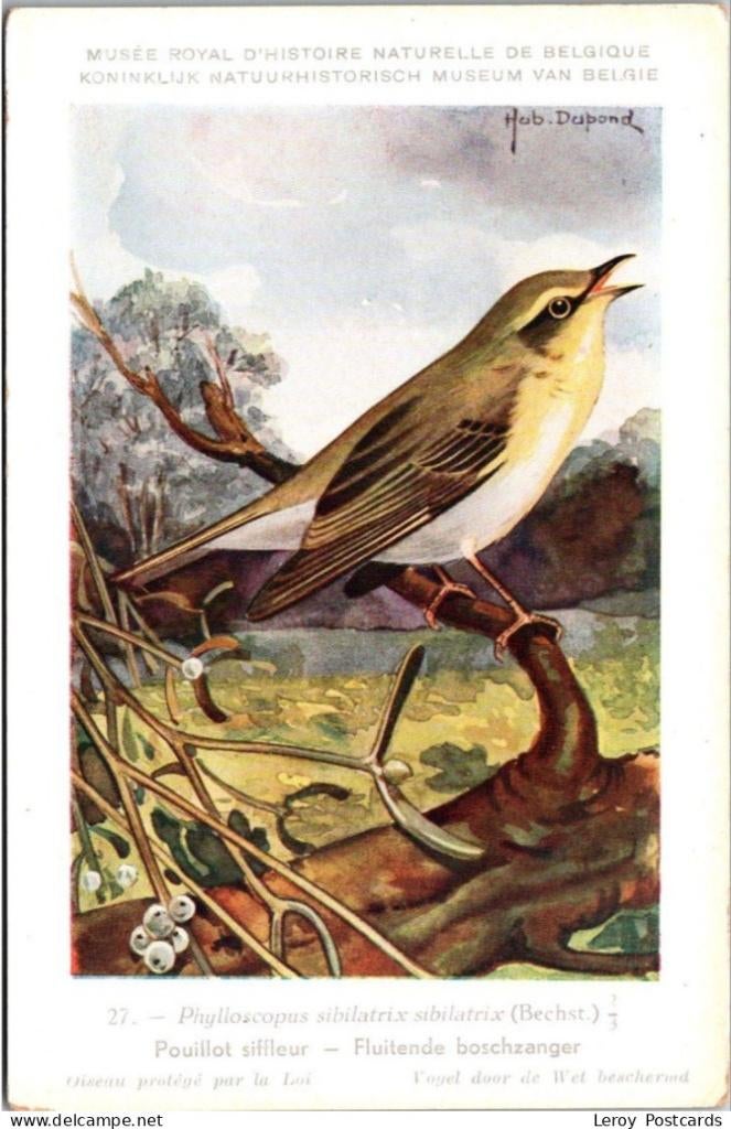 Fluitende Boszanger – Nº 27 – Belgian Museum History Print, Collections, Cartes postales | Animaux, Envoi, Non affranchie, Oiseaux
