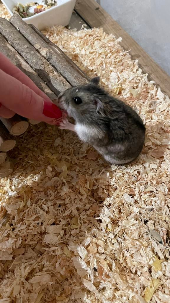 GERESERVEERD Russische dwerghamster jong mannetje, Dieren en Toebehoren, Knaagdieren, Hamster, Mannelijk, Tam, September