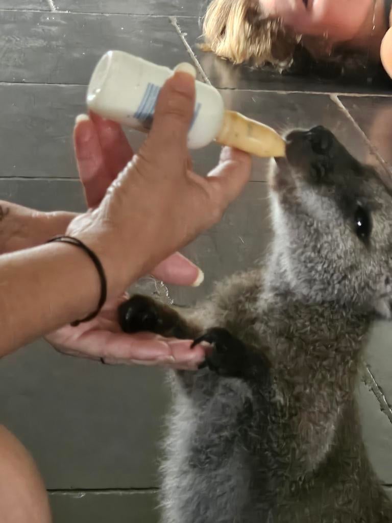 J'attrape des wallabies pour les élever au biberon, Mars, Sexe inconnu, Autres types
