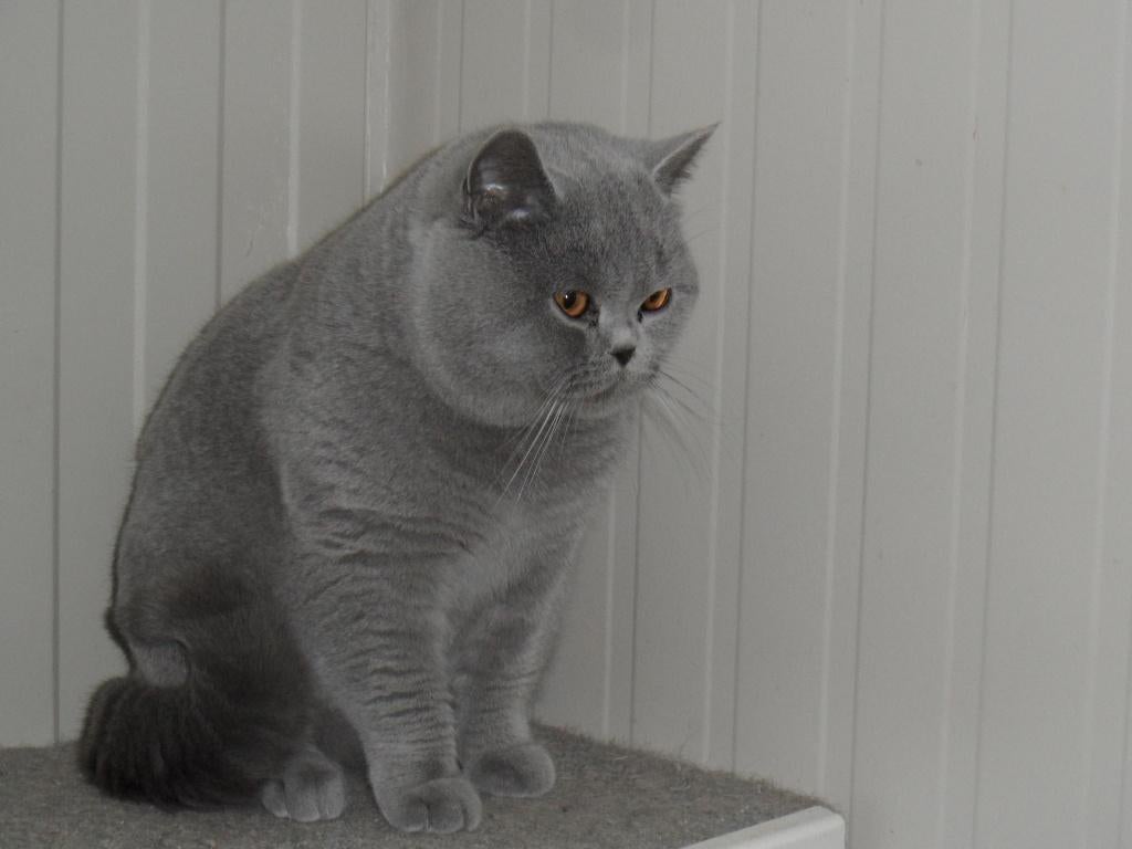 Brits korthaar Dekkater, Dieren en Toebehoren, Katten en Kittens | Dekkaters