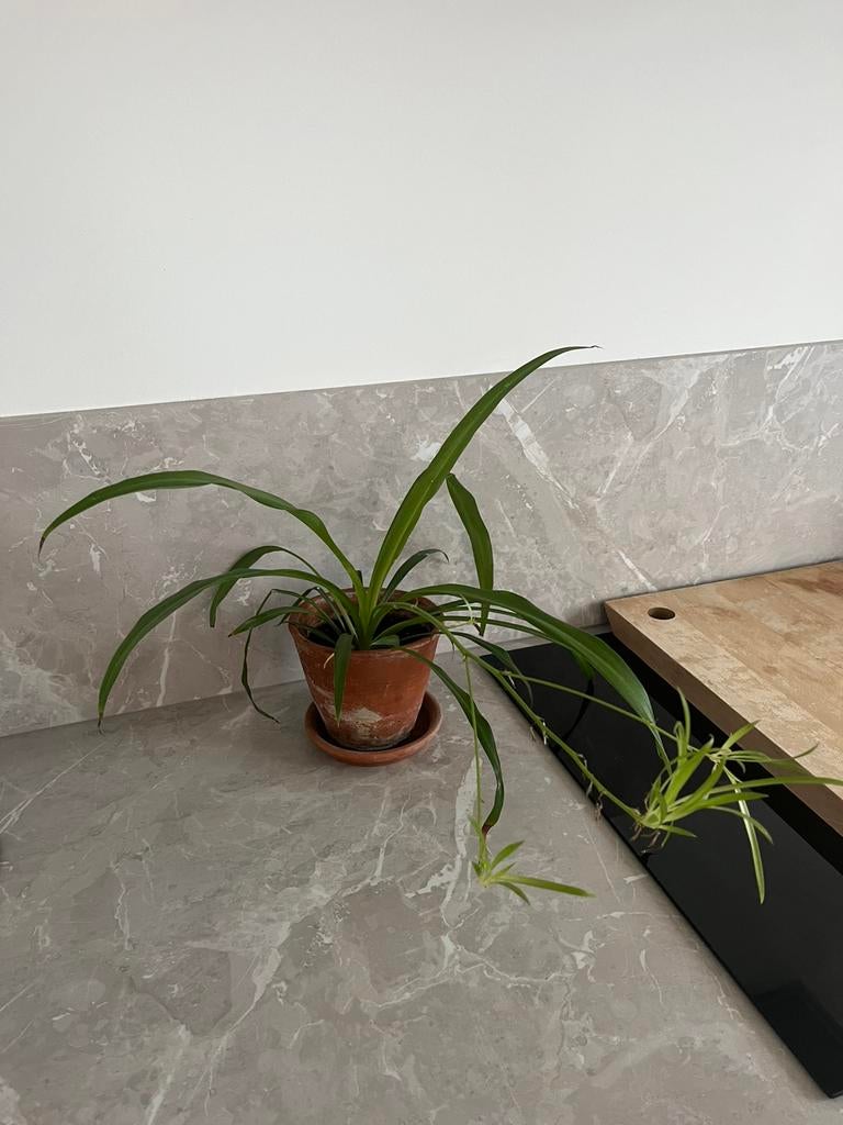 Graslelie inclusief terracotta bloempot en schaaltje, Huis en Inrichting, Kamerplanten, Ophalen