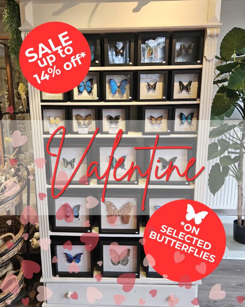 Saint-Valentin ! 14 % de réduction sur les papillons, Enlèvement ou Envoi, Neuf, Animal empaillé