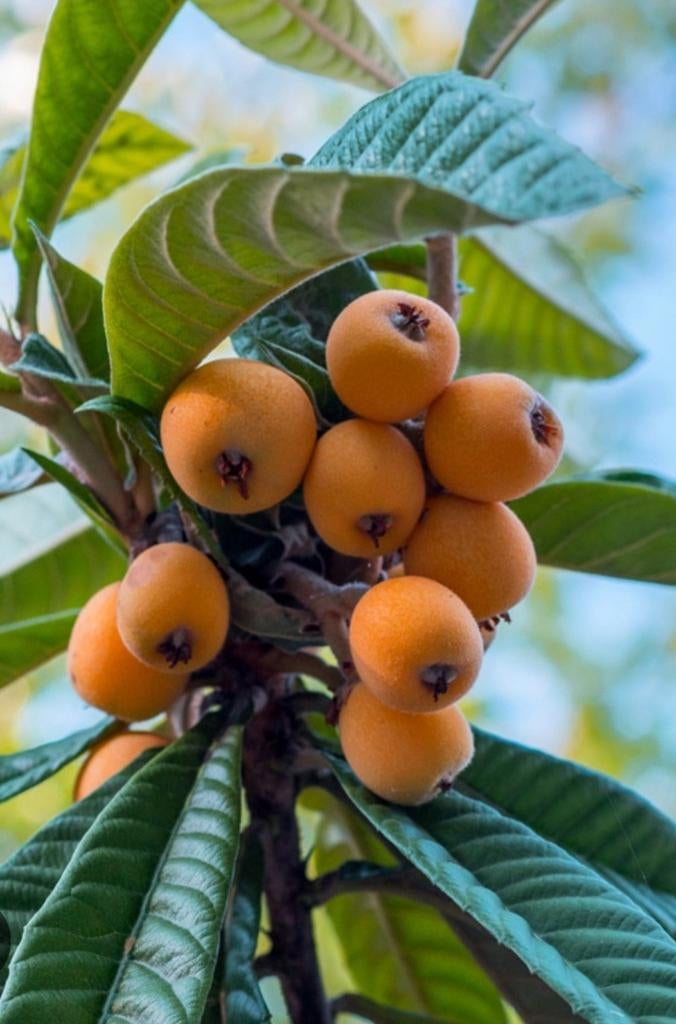 Bio Loquat bompjes/Japanse mispel, per boompje voor 5 euro, Ophalen