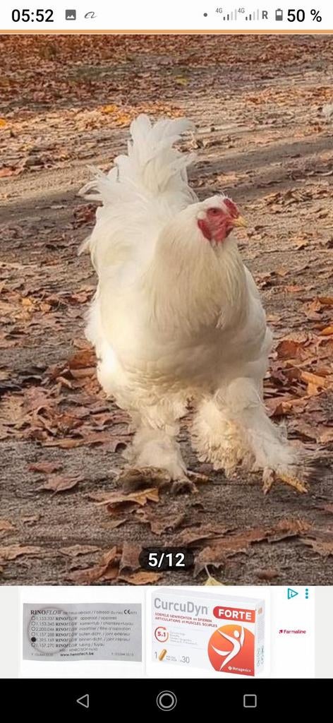 Cherche des œufs fécondés de Brahma d'un blanc pur éclatant, Animaux & Accessoires