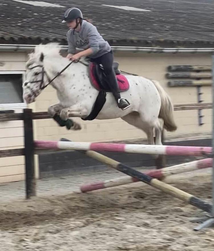 Drachtige wedstrijdpony ( apaloosa), Dieren en Toebehoren, Pony's, M, D pony (1.37m tot 1.48m), Springpony, 7 tot 10 jaar