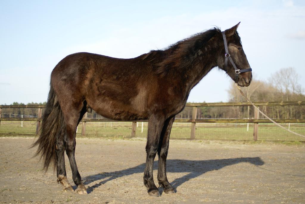 PRE hengst 2 jaar, Dieren en Toebehoren, Paarden, Hengst, Onbeleerd, 160 tot 165 cm, 0 tot 2 jaar, Dressuurpaard, Met stamboom