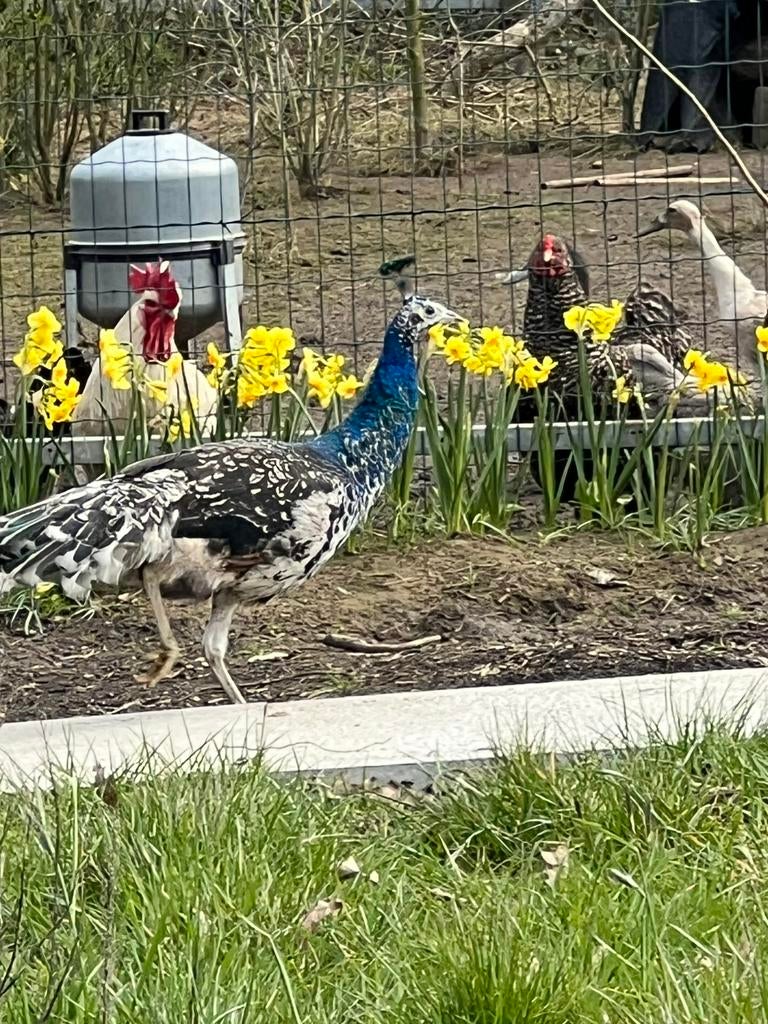 Koppel zwartvleugel pauwen