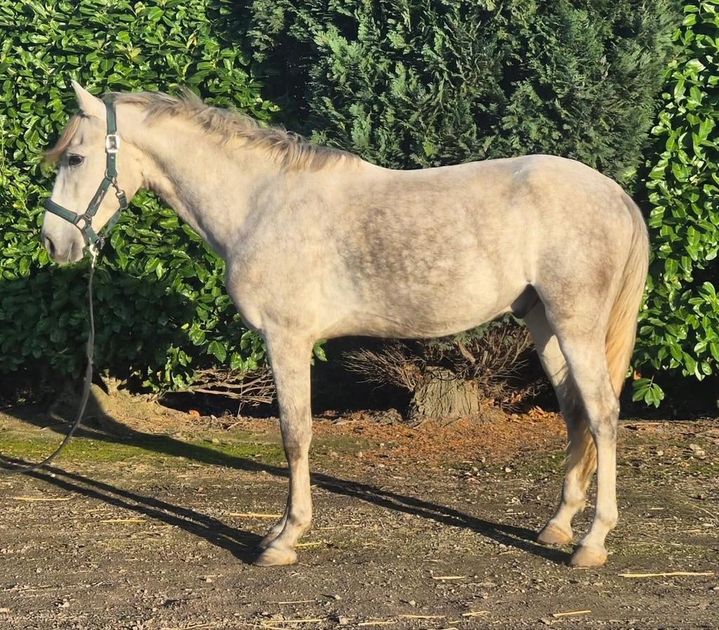 Hongre super mignon de 4 ans à vendre, Vermifugé, Hongre, Moins de 160 cm, Non dressé