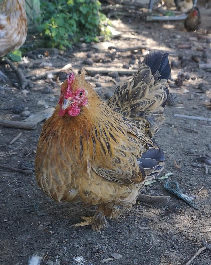 Poules et coqs race naines chabo x sabelpoot /  serama, Animaux & Accessoires