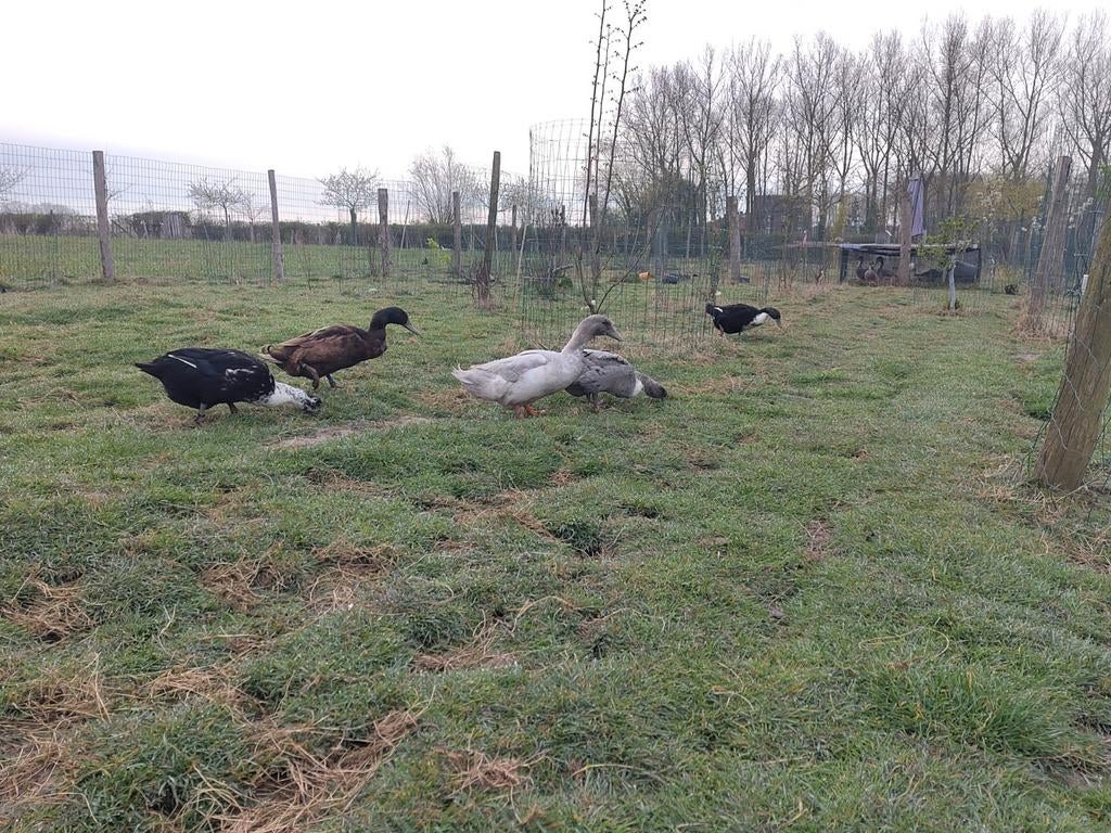 Eendeneitjes om te broeden, Dieren en Toebehoren, Pluimvee, Eend, Meerdere dieren