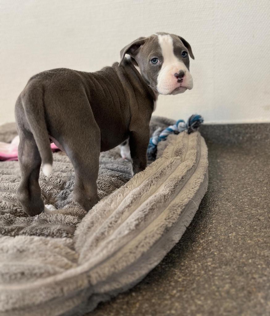 Leuke Amerikaanse Stafford pup, Parvo, België, 8 tot 15 weken, American Staffordshire Terriër