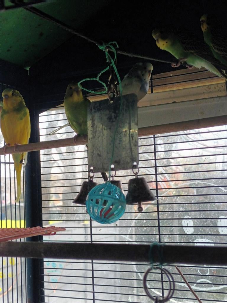 2 koppels grasparkieten  broedrijp 25´, Dieren en Toebehoren