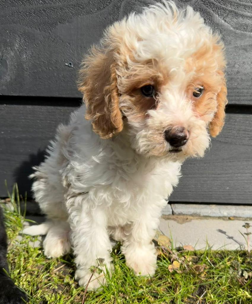 Maltipoo reutje, 8 tot 15 weken, Parvo, Eén hond, Nederland
