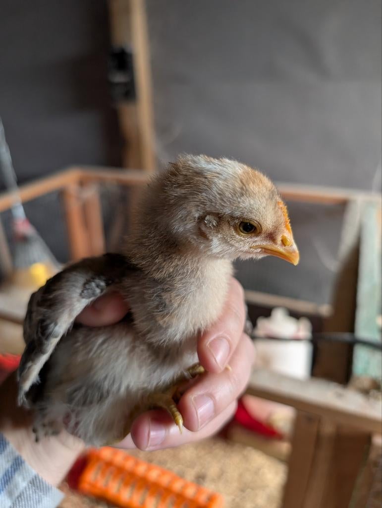 Poussins Bielefelder (coqs), Animaux & Accessoires