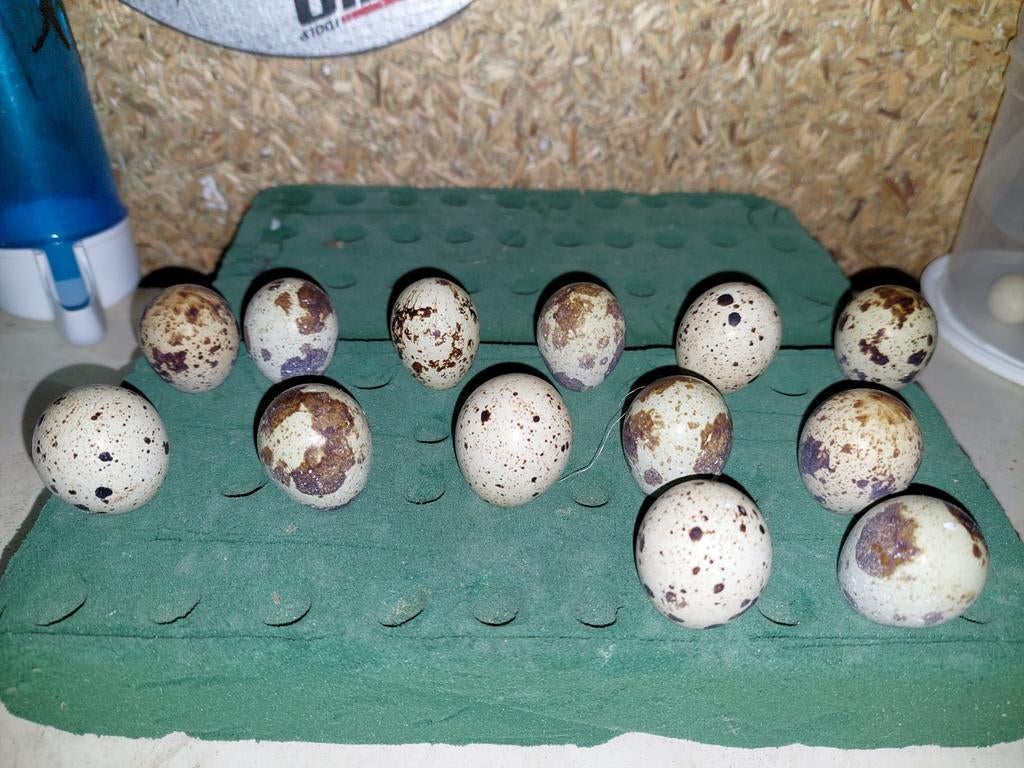 Oeufs de caille à vendre, Enlèvement