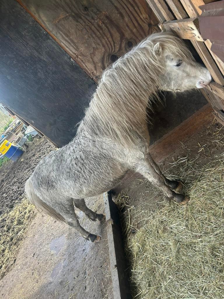 Minipaard/shetlander, Dieren en Toebehoren, Paarden, Hengst, Ontwormd