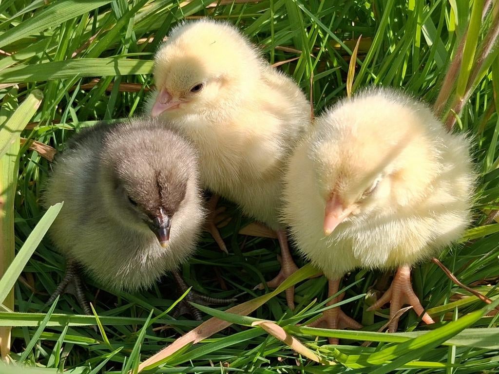 Schattige kuikens te reserveren voor pasen, Vrouwelijk, Kip