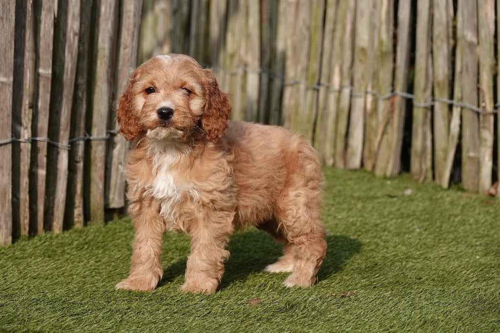 Magnifiques chiots Cockapoo Abricot-Blanc, Abricot et Sable, Autres races, Plusieurs, Hépatite contagieuse (maladie de Rubarth)