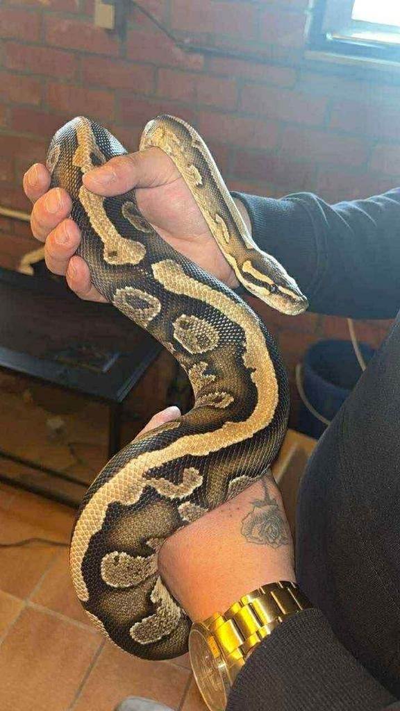 Ball python vrouwelijk volwassen, Dieren en Toebehoren, Slang, Met terrarium, 0 tot 2 jaar