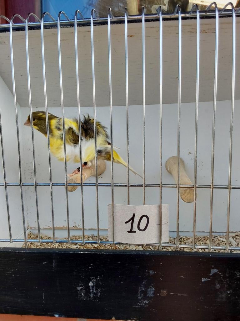 Kanaries, Dieren en Toebehoren, Vogels | Kanaries