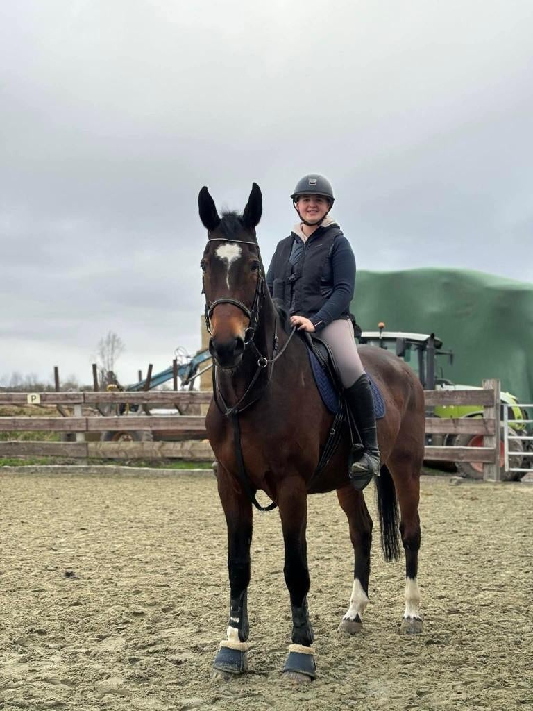 Selle francais, Enlèvement, Utilisé, Autres espèces