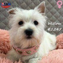 Willow, kleine Westie vol energie te koop, Dieren en Toebehoren, Honden | Jack Russells en Terriërs, 15 weken tot 1 jaar, Buitenland