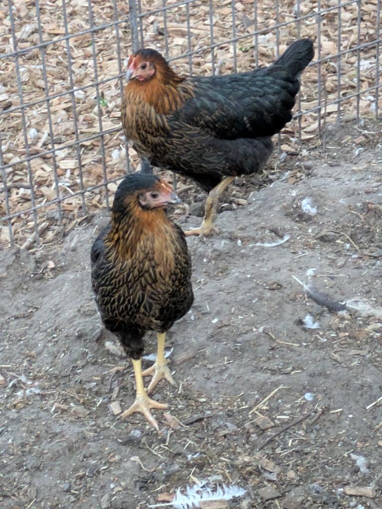 zwarte tamme legkippen, Dieren en Toebehoren, Pluimvee