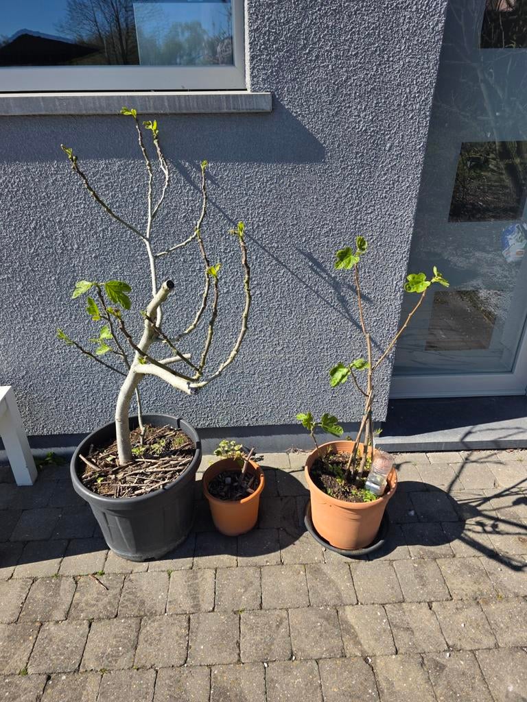 Prachtige vijgenboom Brown Turkey, Ophalen