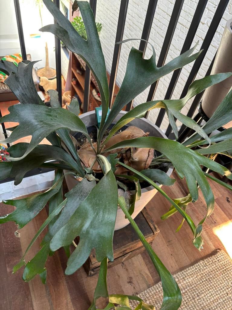 3 hertshoornvarens, Ophalen, Vaste plant, Varens, Bloeit niet