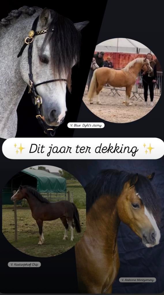 Welsh A hengsten ter dekking