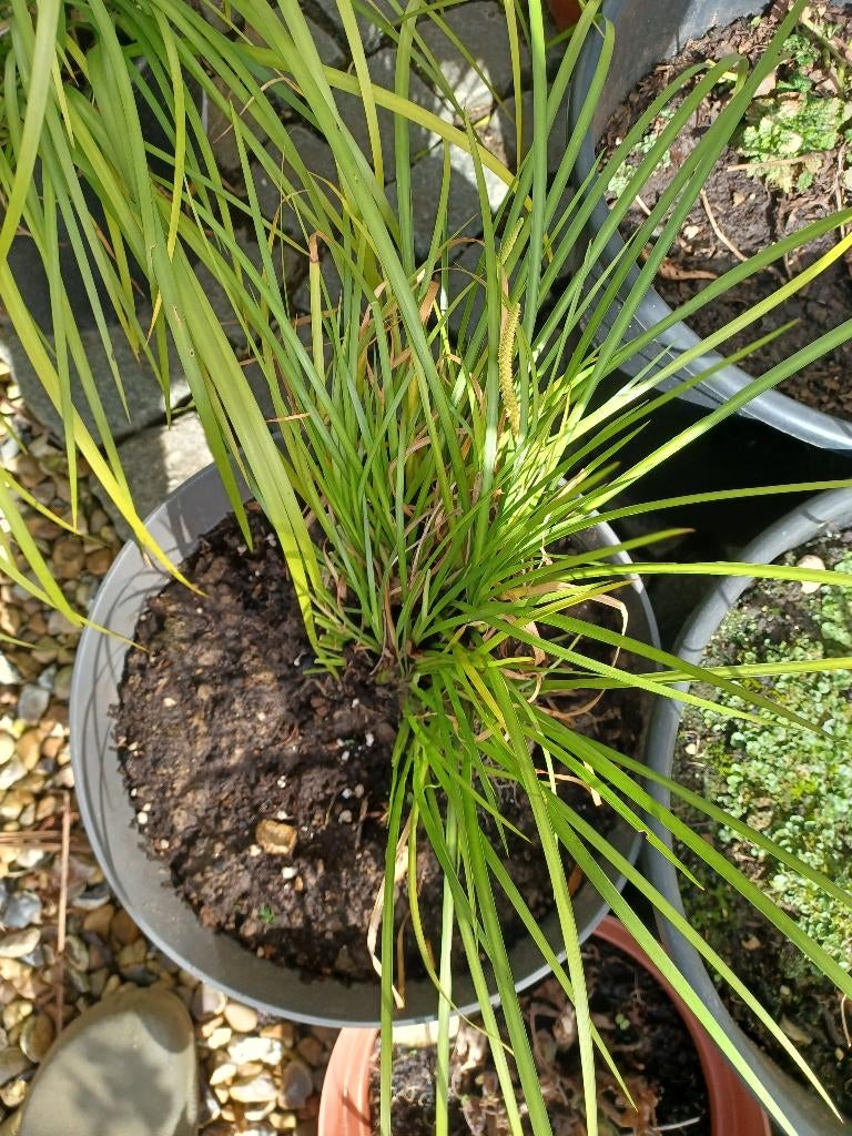 Zoethoutgras Acorus gramineus, Tuin en Terras, Planten | Tuinplanten, Vaste plant, Kruiden, Halfschaduw, Lente, Ophalen